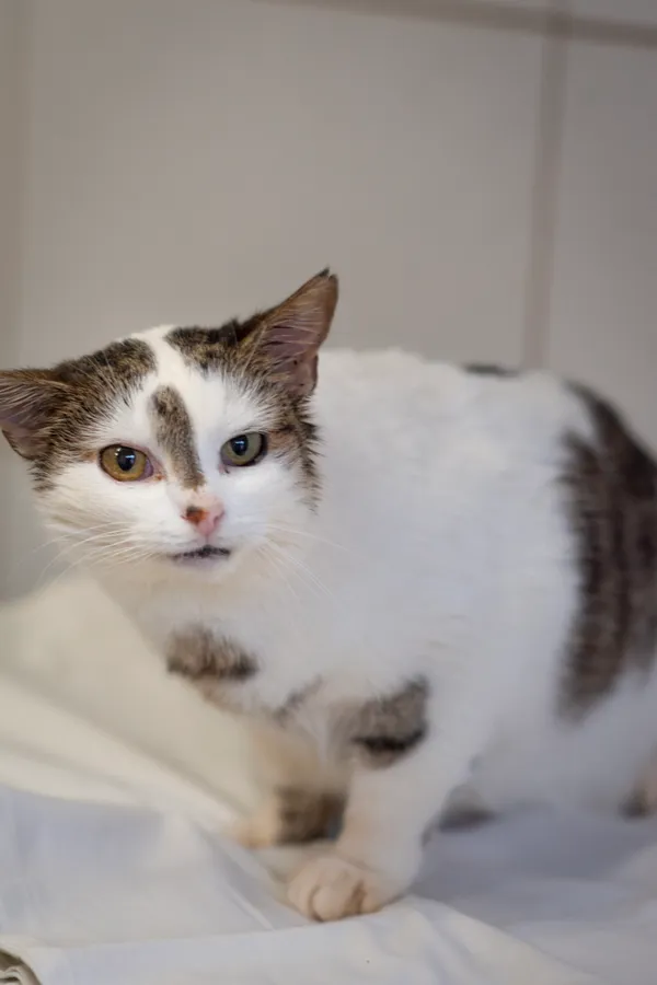 Znaleziono kota, Sosnowiec, 22 stycznia 2025 (4/5)