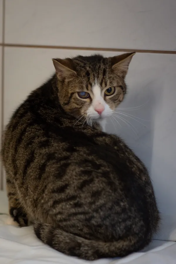 Znaleziono kota, Sosnowiec, 22 stycznia 2025 (3/5)