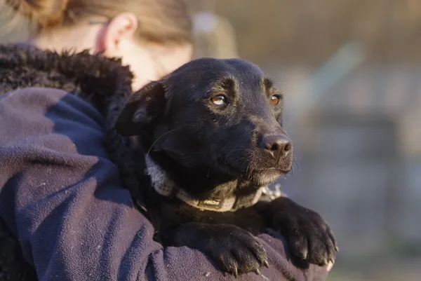 Pies do adopcji, Zgierz, 25 stycznia 2025 (3/5)