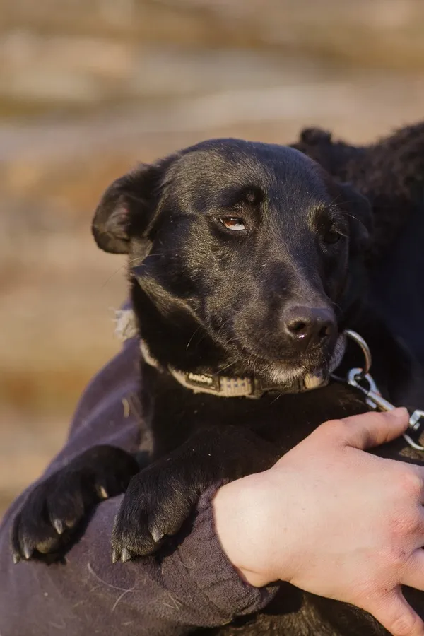 Pies do adopcji, Zgierz, 25 stycznia 2025 (5/5)