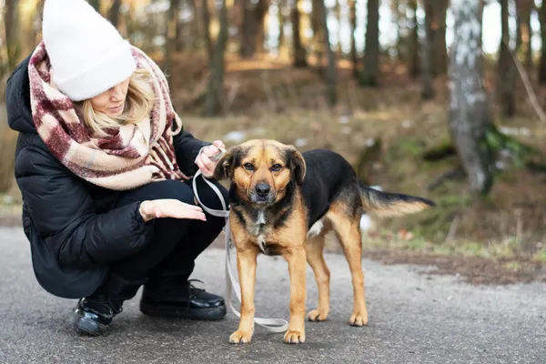 Pies do adopcji, Nowodwór, 24 stycznia 2025 (3/5)