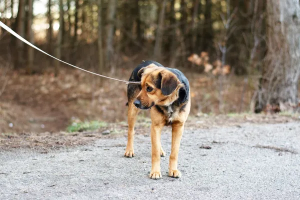 Pies do adopcji, Nowodwór, 24 stycznia 2025 (4/5)