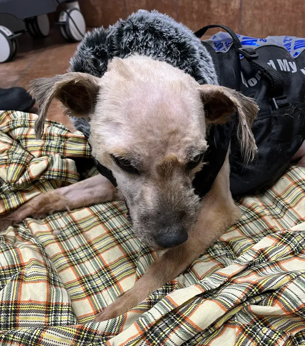 Znaleziono psa, Dobra, 24 stycznia 2025 (1/3)