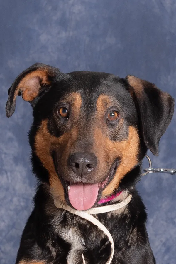 Pies do adopcji, Gdańsk, 5 grudnia 2025