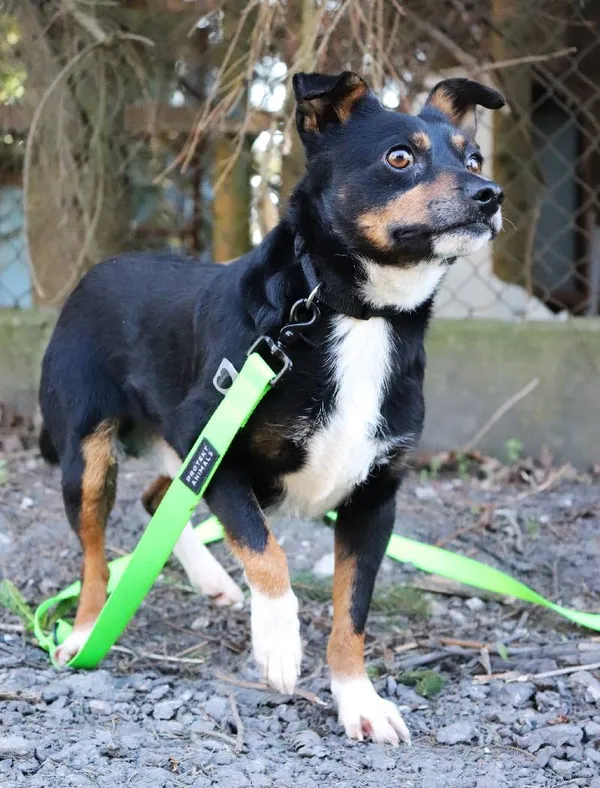 Znaleziono psa, Łódź, 25 stycznia 2025 (3/5)