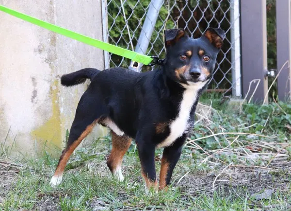 Znaleziono psa, Łódź, 25 stycznia 2025 (4/5)