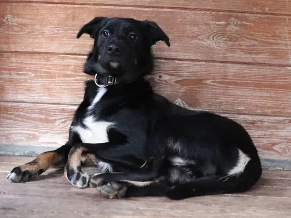 Znaleziono psa, Łódź, 5 sierpnia 2025 (1/5)