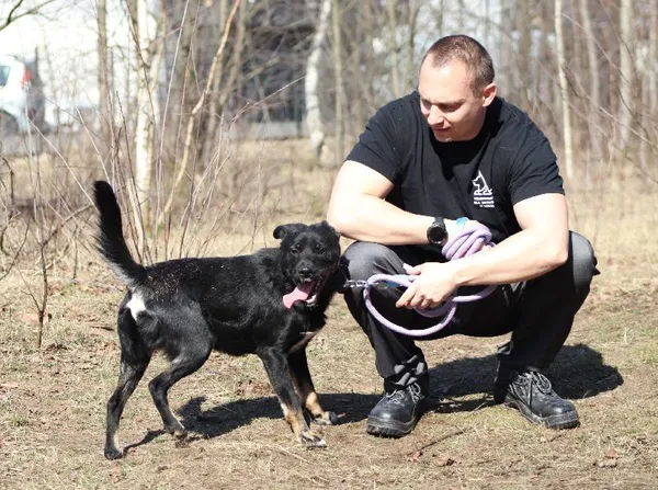 Znaleziono psa, Łódź, 5 sierpnia 2025 (3/5)