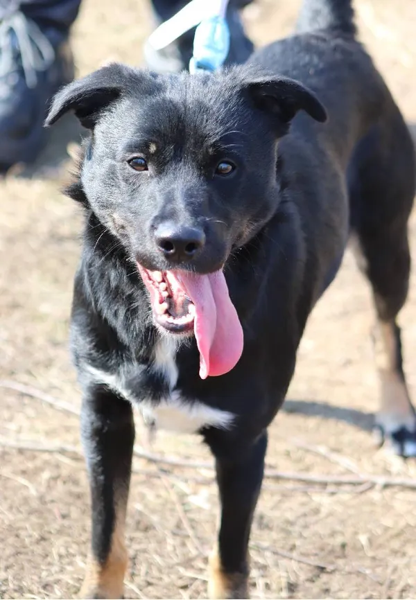 Znaleziono psa, Łódź, 5 sierpnia 2025 (5/5)