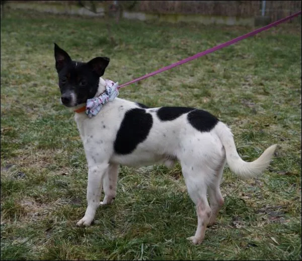 Znaleziono psa, Grudziądz, 10 września 2024