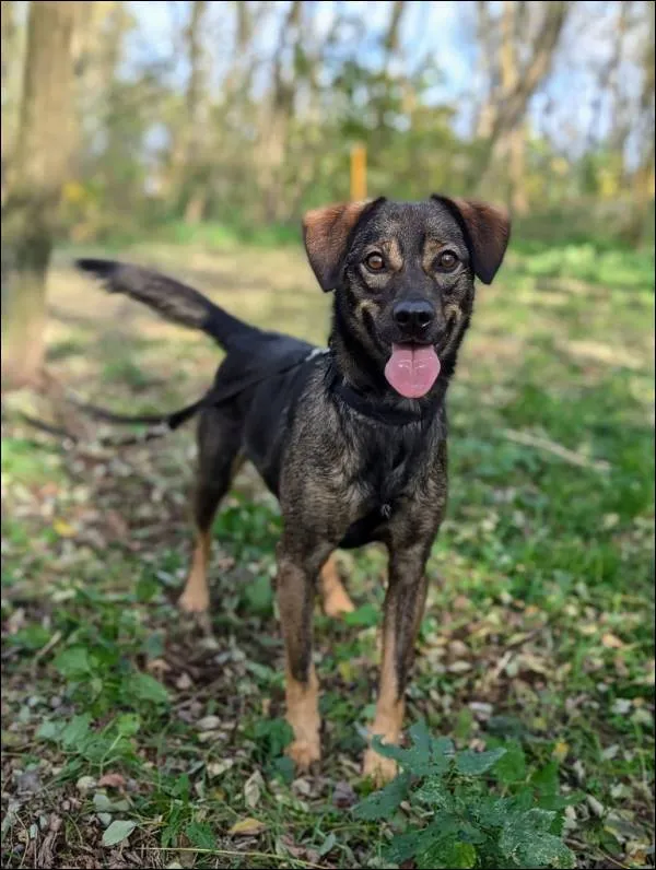 Znaleziono psa, Grudziądz, 12 sierpnia 2023