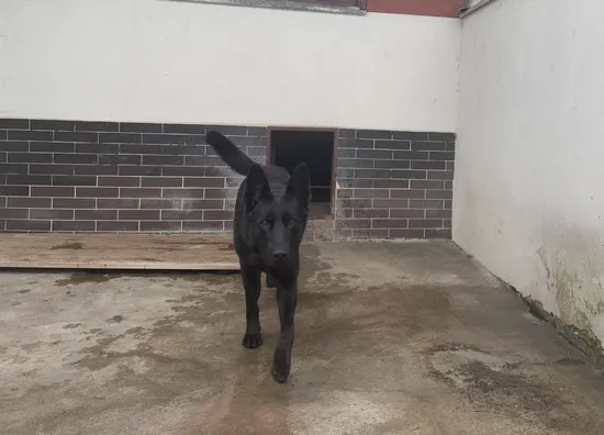 Pies do adopcji, Kraków, 13 grudnia 2024