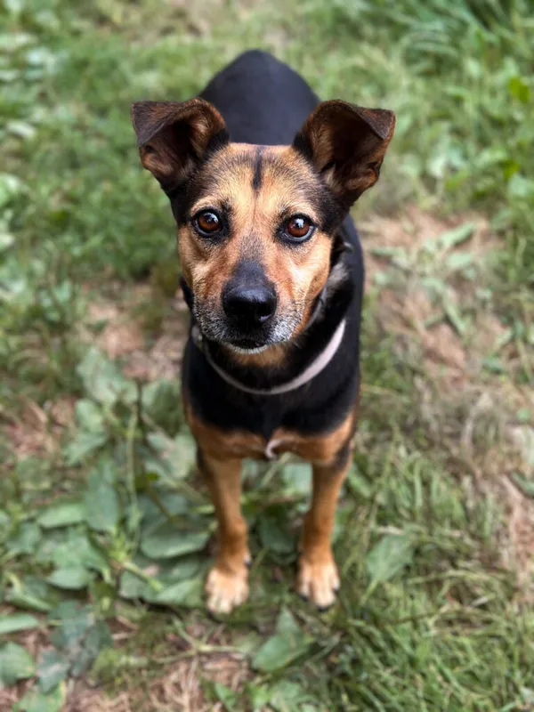 Pies do adopcji, Korabiewice, 26 stycznia 2025 (1/5)