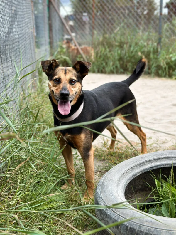 Pies do adopcji, Korabiewice, 26 stycznia 2025 (3/5)