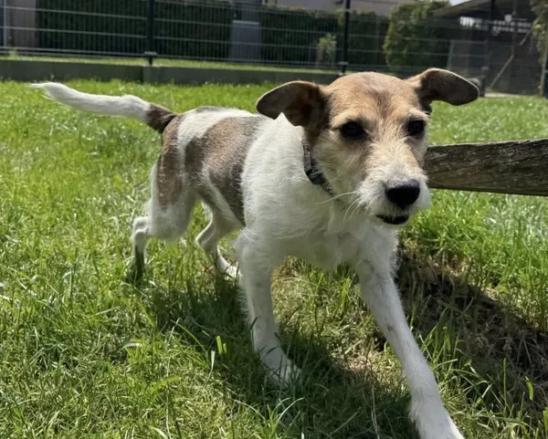 Znaleziono psa, Chojnice, 23 stycznia 2025 (2/2)