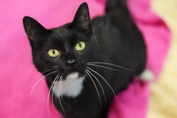 Kot do adopcji, Sosnowiec, 24 stycznia 2025 (3/5)