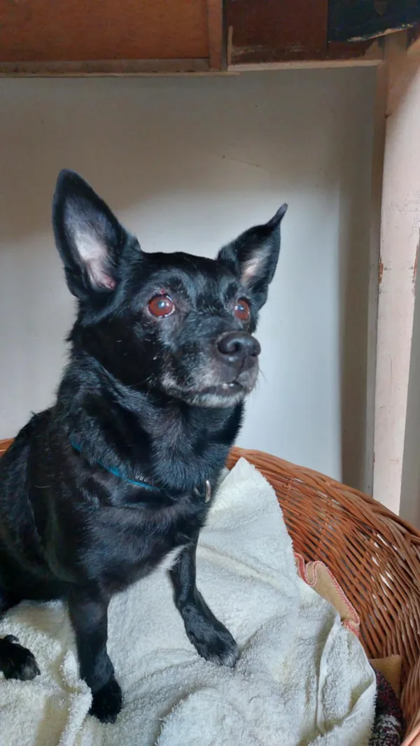 Znaleziono psa, Żywiec, 26 stycznia 2025 (3/5)