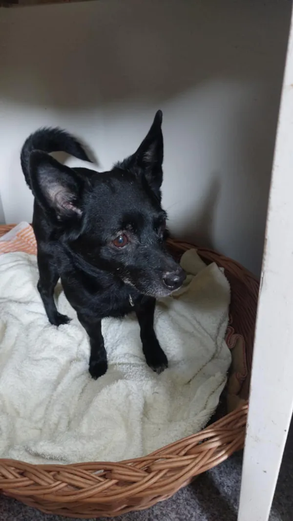 Znaleziono psa, Żywiec, 26 stycznia 2025 (4/5)