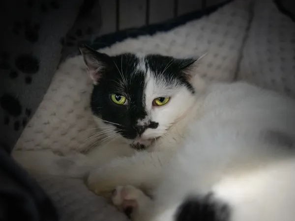 Znaleziono kota, Sosnowiec, 23 stycznia 2025 (1/5)