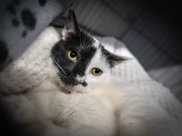 Znaleziono kota, Sosnowiec, 23 stycznia 2025 (3/5)