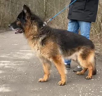 Pies do adopcji, Głowno, 27 stycznia 2025 (1/2)