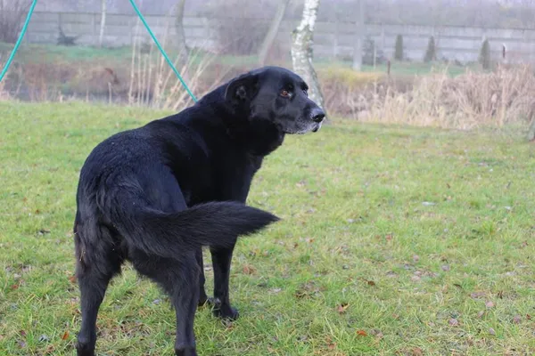 Pies do adopcji, Bełchatów, 2 sierpnia 2022 (3/5)