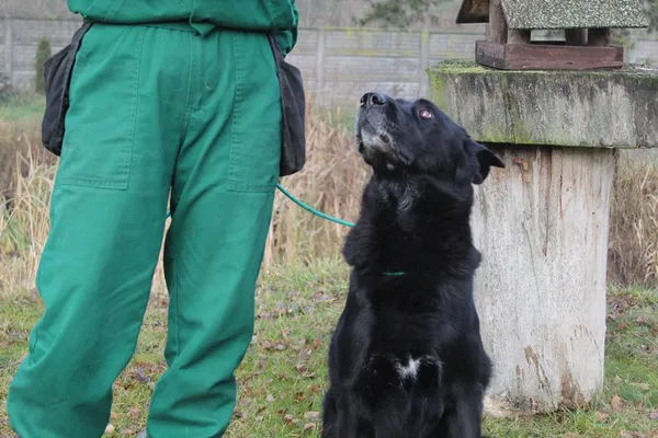 Pies do adopcji, Bełchatów, 2 sierpnia 2022 (4/5)