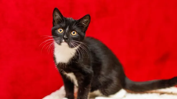 Kot do adopcji, Elbląg, 29 października 2024 (1/5)