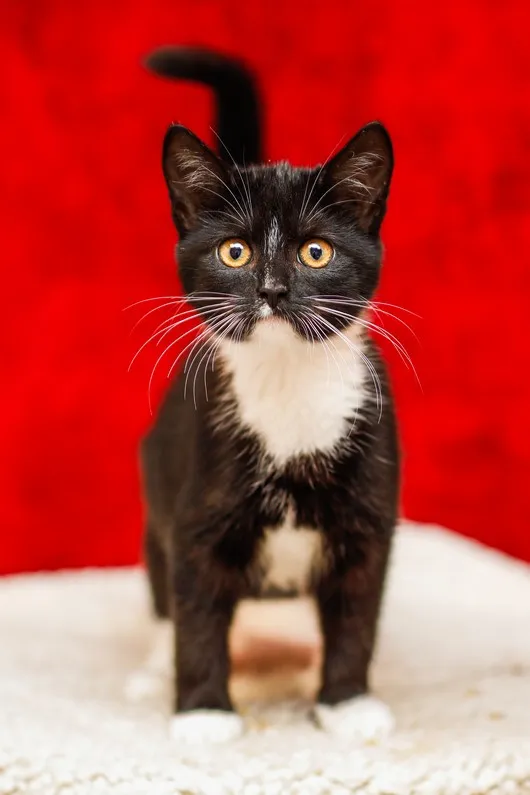 Kot do adopcji, Elbląg, 29 października 2024 (2/5)