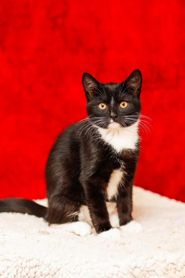 Kot do adopcji, Elbląg, 29 października 2024 (4/5)