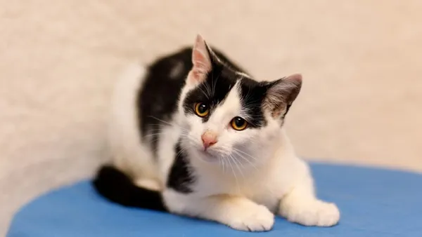 Kot do adopcji, Elbląg, 19 września 2024 (1/5)