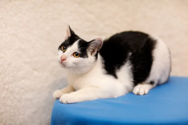 Kot do adopcji, Elbląg, 19 września 2024 (2/5)