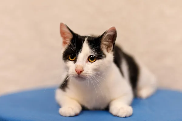 Kot do adopcji, Elbląg, 19 września 2024 (3/5)