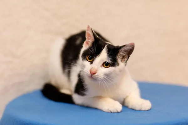 Kot do adopcji, Elbląg, 19 września 2024 (4/5)