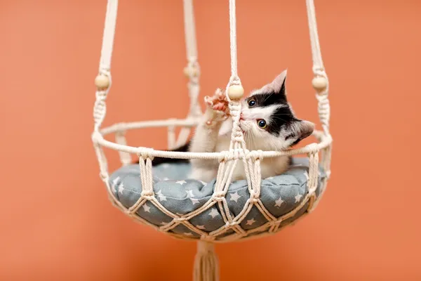 Kot do adopcji, Elbląg, 19 września 2024 (5/5)