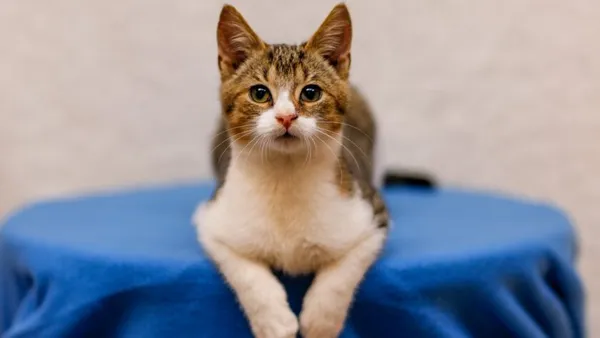 Kot do adopcji, Elbląg, 19 września 2024 (1/5)