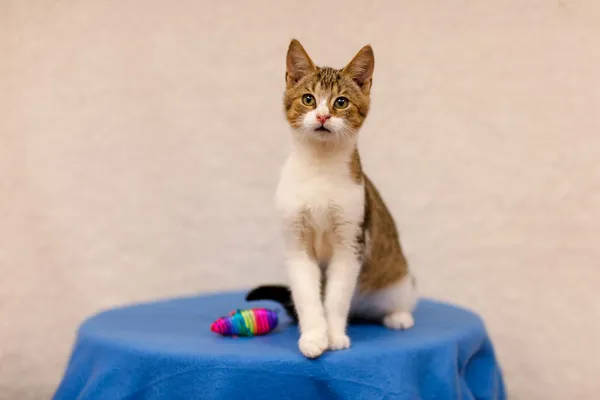 Kot do adopcji, Elbląg, 19 września 2024 (2/5)