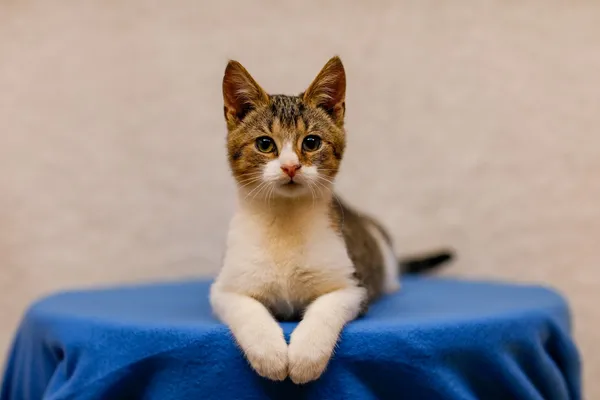 Kot do adopcji, Elbląg, 19 września 2024 (3/5)