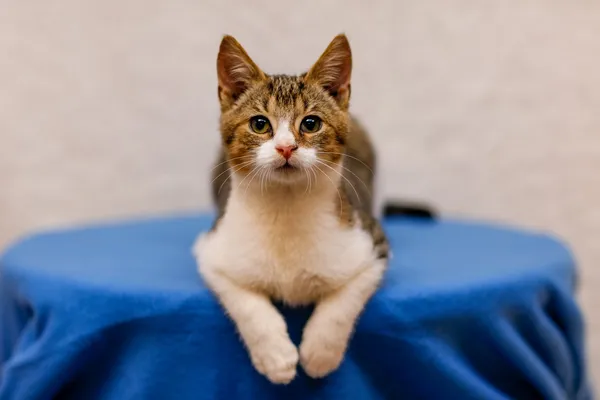 Kot do adopcji, Elbląg, 19 września 2024 (4/5)