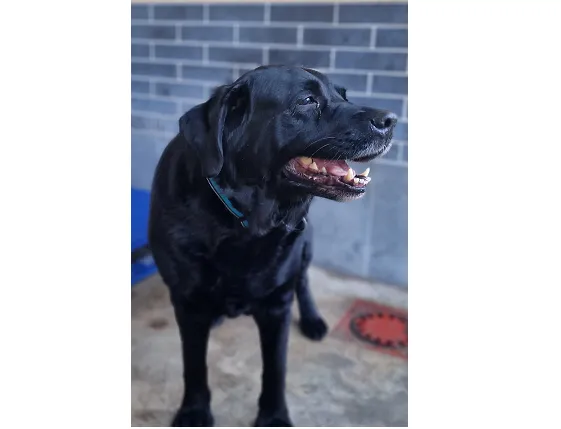 Znaleziono psa, Wrocław, 16 stycznia 2025 (2/2)