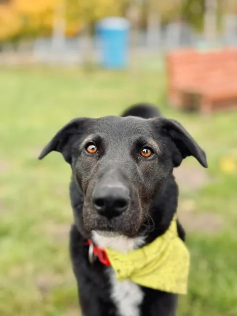 Pies do adopcji, Piła, 16 maja 2024 (1/5)