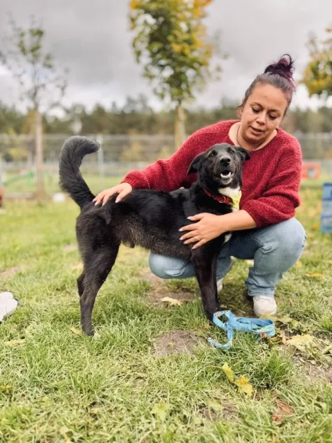 Pies do adopcji, Piła, 16 maja 2024 (3/5)