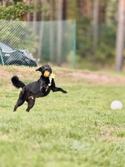 Pies do adopcji, Piła, 16 maja 2024 (4/5)