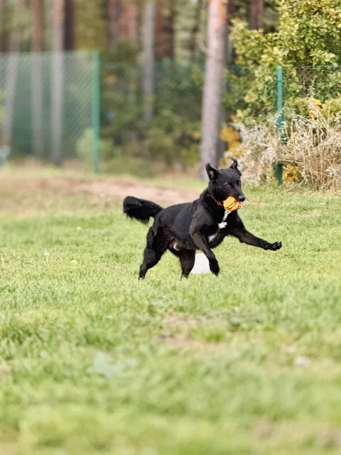 Pies do adopcji, Piła, 16 maja 2024 (5/5)