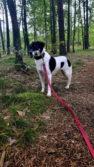 Pies do adopcji, Piła, 10 marca 2024 (3/5)