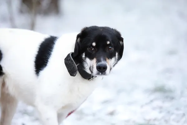 Pies do adopcji, Piła, 10 marca 2024 (4/5)