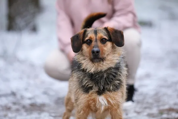 Pies do adopcji, Piła, 2 października 2023 (1/4)