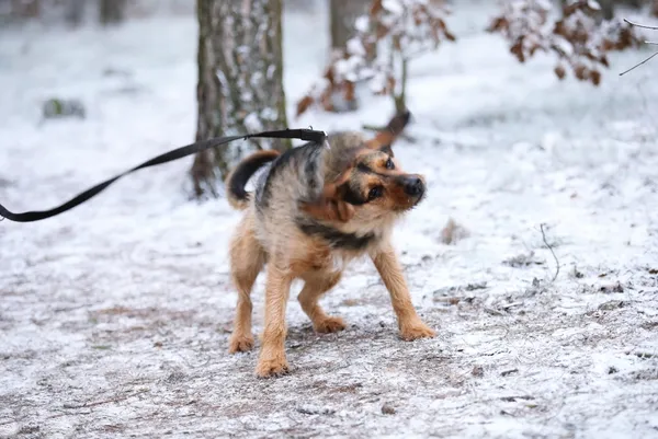 Pies do adopcji, Piła, 2 października 2023 (3/4)