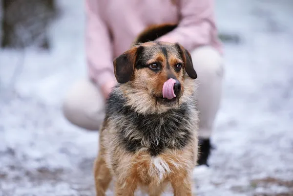 Pies do adopcji, Piła, 2 października 2023 (4/4)