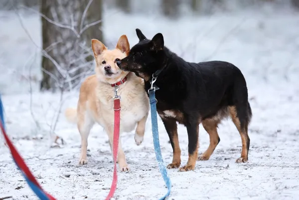 Pies do adopcji, Piła, 9 listopada 2021 (3/3)